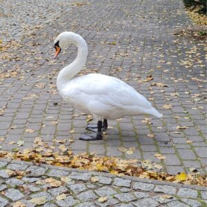 20251022 100412 Wycieczka w ramach projektu ,,Poznajemy Podlaskie'' do Augustowa i okolic klas: 3K i 4L-S 20251022 100412 Wycieczka w ramach projektu ,,Poznajemy Podlaskie'' do Augustowa i okolic klas: 3K i 4L-S