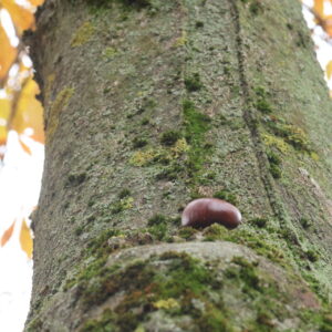 5N2A0666 GALERIA FOTOGRAFII – Koło fotograficzne „Mały kadr” – klasa 4L 5N2A0666 GALERIA FOTOGRAFII – Koło fotograficzne „Mały kadr” – klasa 4L