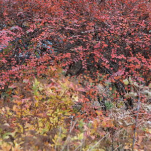 5N2A0757 GALERIA FOTOGRAFII – Koło fotograficzne „Mały kadr” – klasa 4L 5N2A0757 GALERIA FOTOGRAFII – Koło fotograficzne „Mały kadr” – klasa 4L