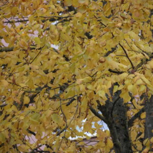 5N2A0765 GALERIA FOTOGRAFII – Koło fotograficzne „Mały kadr” – klasa 4L 5N2A0765 GALERIA FOTOGRAFII – Koło fotograficzne „Mały kadr” – klasa 4L