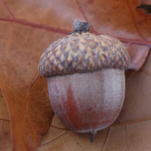 5N2A0776 GALERIA FOTOGRAFII – Koło fotograficzne „Mały kadr” – klasa 4L 5N2A0776 GALERIA FOTOGRAFII – Koło fotograficzne „Mały kadr” – klasa 4L