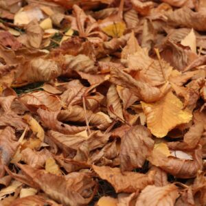 5N2A0785 GALERIA FOTOGRAFII – Koło fotograficzne „Mały kadr” – klasa 4L 5N2A0785 GALERIA FOTOGRAFII – Koło fotograficzne „Mały kadr” – klasa 4L