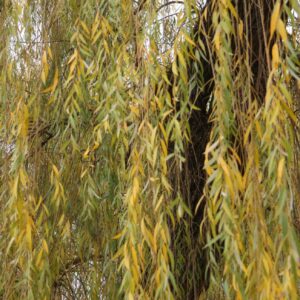 5N2A0801 GALERIA FOTOGRAFII – Koło fotograficzne „Mały kadr” – klasa 4L 5N2A0801 GALERIA FOTOGRAFII – Koło fotograficzne „Mały kadr” – klasa 4L