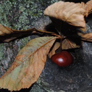 DSC 0075 GALERIA FOTOGRAFII – Koło fotograficzne „Mały kadr” – klasa 4L DSC 0075 GALERIA FOTOGRAFII – Koło fotograficzne „Mały kadr” – klasa 4L