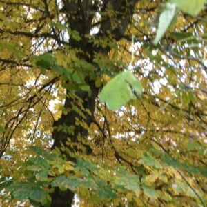 IMG 0104 GALERIA FOTOGRAFII – Koło fotograficzne „Mały kadr” – klasa 4L IMG 0104 GALERIA FOTOGRAFII – Koło fotograficzne „Mały kadr” – klasa 4L