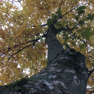 IMG 0109 GALERIA FOTOGRAFII – Koło fotograficzne „Mały kadr” – klasa 4L IMG 0109 GALERIA FOTOGRAFII – Koło fotograficzne „Mały kadr” – klasa 4L