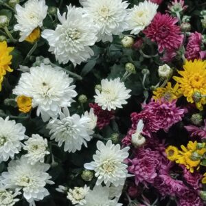 IMG 20251003 133349 GALERIA FOTOGRAFII – Koło fotograficzne „Mały kadr” – klasa 4L IMG 20251003 133349 GALERIA FOTOGRAFII – Koło fotograficzne „Mały kadr” – klasa 4L