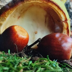 IMG 20251003 133846 GALERIA FOTOGRAFII – Koło fotograficzne „Mały kadr” – klasa 4L IMG 20251003 133846 GALERIA FOTOGRAFII – Koło fotograficzne „Mały kadr” – klasa 4L