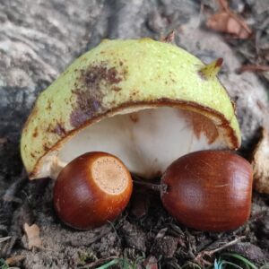 IMG 20251003 134041 GALERIA FOTOGRAFII – Koło fotograficzne „Mały kadr” – klasa 4L IMG 20251003 134041 GALERIA FOTOGRAFII – Koło fotograficzne „Mały kadr” – klasa 4L