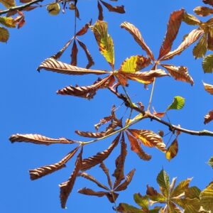 IMG 20251003 134536 GALERIA FOTOGRAFII – Koło fotograficzne „Mały kadr” – klasa 4L IMG 20251003 134536 GALERIA FOTOGRAFII – Koło fotograficzne „Mały kadr” – klasa 4L