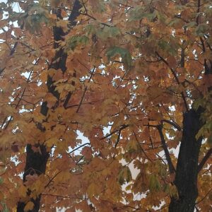 IMG 20251024 133905 GALERIA FOTOGRAFII – Koło fotograficzne „Mały kadr” – klasa 4L IMG 20251024 133905 GALERIA FOTOGRAFII – Koło fotograficzne „Mały kadr” – klasa 4L