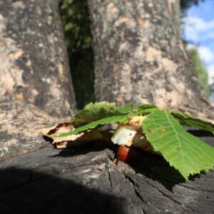 IMG 5300 GALERIA FOTOGRAFII – Koło fotograficzne „Mały kadr” – klasa 4L IMG 5300 GALERIA FOTOGRAFII – Koło fotograficzne „Mały kadr” – klasa 4L