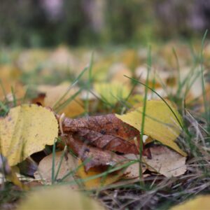 IMG 5784 GALERIA FOTOGRAFII – Koło fotograficzne „Mały kadr” – klasa 4L IMG 5784 GALERIA FOTOGRAFII – Koło fotograficzne „Mały kadr” – klasa 4L