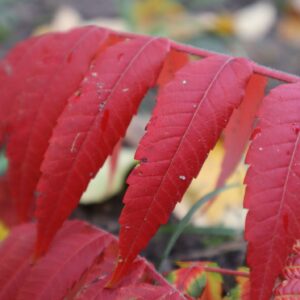 IMG 5785 GALERIA FOTOGRAFII – Koło fotograficzne „Mały kadr” – klasa 4L IMG 5785 GALERIA FOTOGRAFII – Koło fotograficzne „Mały kadr” – klasa 4L