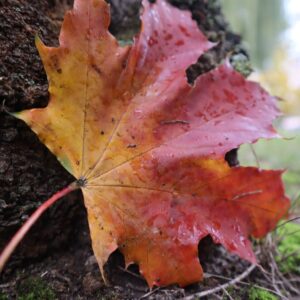 IMG 5789 GALERIA FOTOGRAFII – Koło fotograficzne „Mały kadr” – klasa 4L IMG 5789 GALERIA FOTOGRAFII – Koło fotograficzne „Mały kadr” – klasa 4L